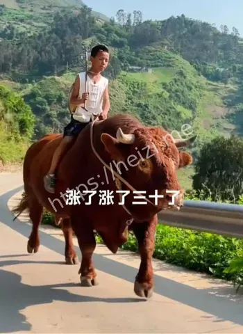 博主为粉丝租牛放牧